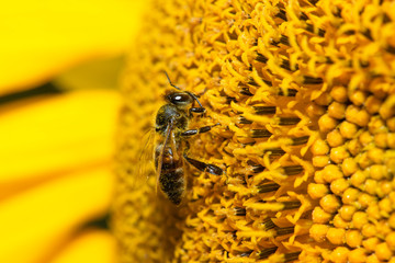 Macro view of honeybee pollinating sunflower seeds