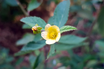 beauty flower