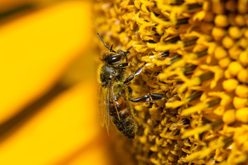 Macro view of honeybee pollinating sunflower seeds