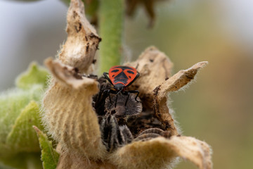 Pyrrhocoridae fire bug