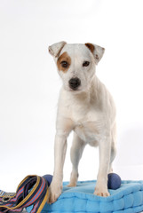 Jack Russell Terrier
