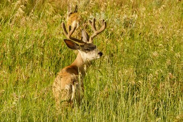 mule deer in field