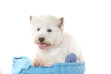 West Highland White Terrier