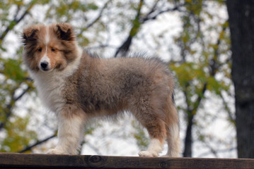 Scotch Collie