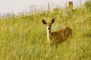 mule deer in field