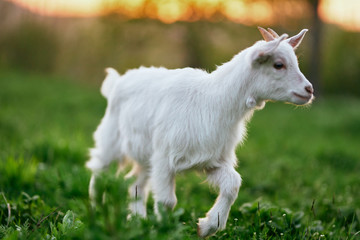 Obraz premium white goat on a meadow