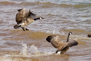 geese landing in water