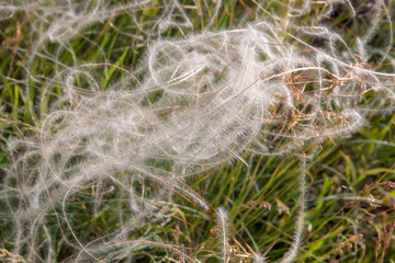 Grass white horseman, in the meadow in summer