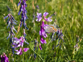 Beautiful butterfly, on a flower in a meadow