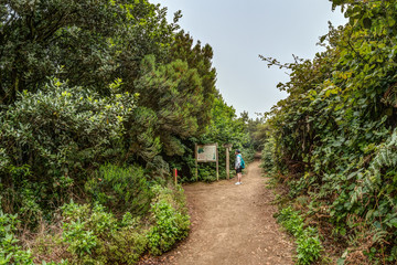 Fototapeta premium A young traveler in the relic forest. Anaga mountain range on the island of Tenerife. Giant laurels and heather tree along narrow winding paths. Paradise for hiking. Fish eye. Canary Islands, Spain
