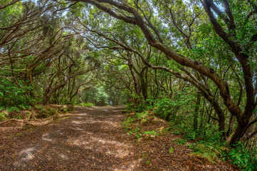 A young traveler in the relic forest. Anaga mountain range on the island of Tenerife. Giant laurels and heather tree along narrow winding paths. Paradise for hiking. Fish eye. Canary Islands, Spain
