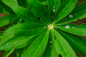 Green leaves of lupine in dew drops.