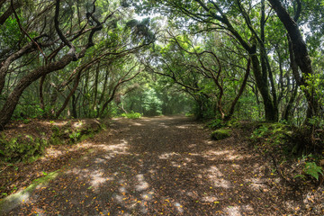 Relict forest on the slopes of the oldest mountain range of the island of Tenerife. Giant Laurels and Tree Heather along narrow winding paths. Paradise for hiking. Fish eye postcard. Canary Islands.