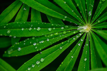 Fototapeta na wymiar Green leaves of lupine in dew drops.