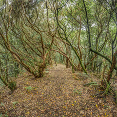 Relict forest on the slopes of the oldest mountain range of the island of Tenerife. Giant Laurels and Tree Heather along narrow winding paths. Paradise for hiking. Square fish eye. Canary Islands