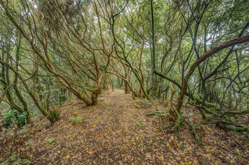 Relict forest on the slopes of the oldest mountain range of the island of Tenerife. Giant Laurels and Tree Heather along narrow winding paths. Paradise for hiking. Fish eye postcard. Canary Islands.