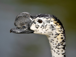 Portrait of male knob-billed duck or African comb duck (Sarkidiornis melanotos) seen from profile. The male has a large black knob on the bill but not the female