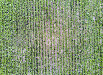Unter Trockenheit leidendes Maisfeld aus der Luft gesehen