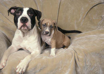 American Pitbull Terrier