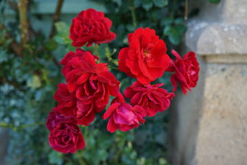 bouquet of red roses