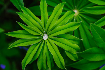 Green leaves of lupine in dew drops.