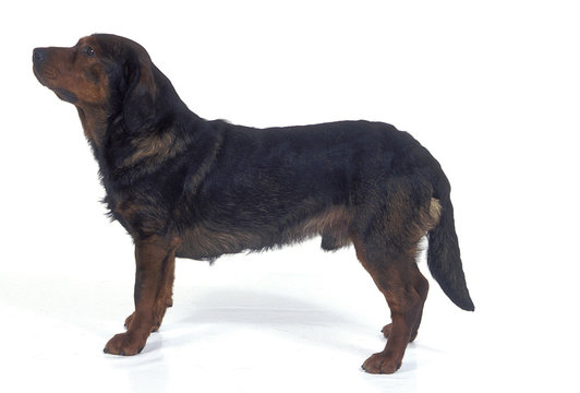 Alpine Dachsbracke
