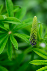Flower of purple lupine on a background of green leaves.