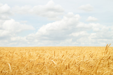 Ears of wheat in the sunlight on the agricultural field close-up