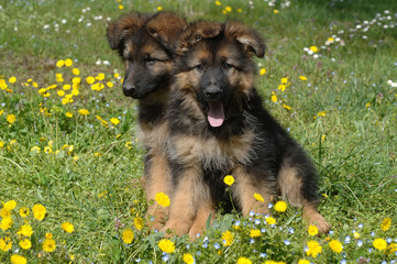 German Shepherd