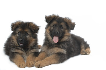 German Shepherd