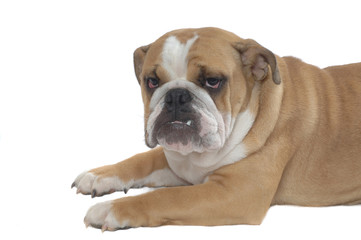 English Bulldog