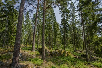 Beautiful view of rocky nature landscape in forest. High green pine trees on blue sky background. Amazing nature landscape background. Sweden, Europe.