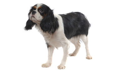 Cavalier King Charles Spaniel