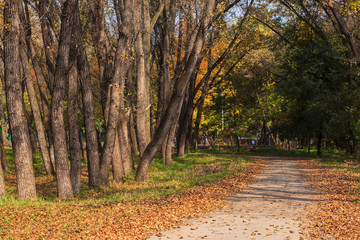 alley strewn with Golden leaves from trees in autumn
