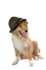 Scotch Collie