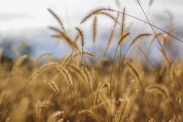 Fototapeta premium spikelets of cereals against the sky on the field