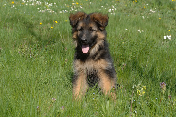 German Shepherd
