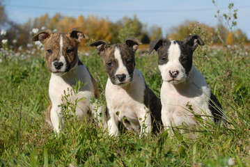 American Staffordshire Terrier