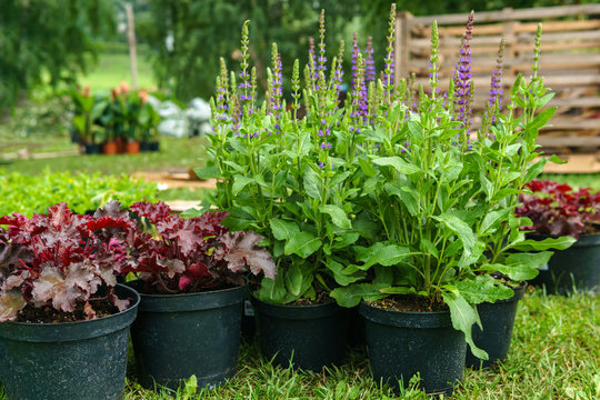 ornamental potted plants prepared for planting in open ground