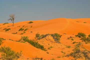 Oman desert: View on spare vegetation on red orange sand dune against blue sky with isolated green plants and tree