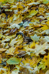 many yellow maple leaves on the ground in autumn