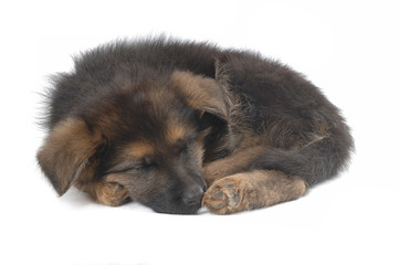 German Shepherd