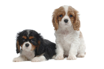 King Charles Spaniel