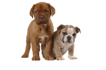 Fototapeta premium French Mastiff