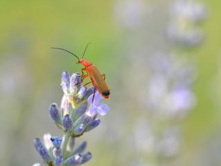 Macro of common red soldier beetle (Rhagonycha fulva) on lavender flower