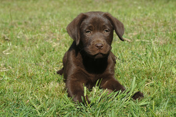 Labrador Retriever