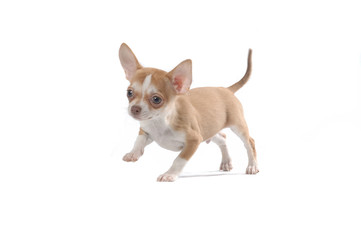 Chihuahua