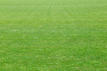 Shortly cut natural well-groomed green lawn from a fresh grass. Big field in the long term. Horizontal shot