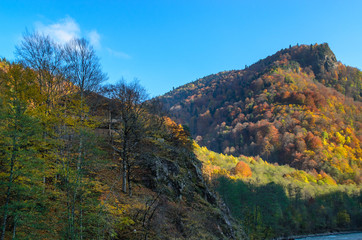 colored autumn forest of yellow red and green trees on rocky mountains
