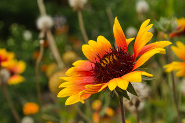 bright flower with red middle and yellow petals on the field among other flowers
